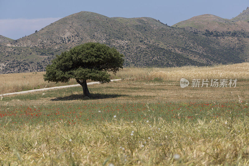 土耳其坎纳卡莱的gokceada imroz岛的乡村景色